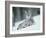 European Lynx in Snow, Norway-Pete Cairns-Framed Photographic Print