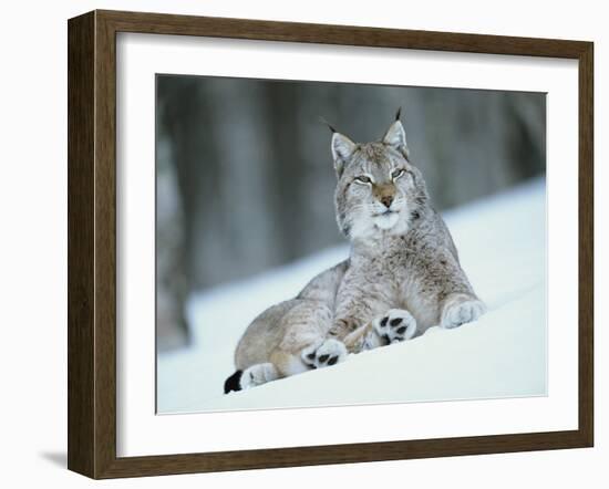 European Lynx in Snow, Norway-Pete Cairns-Framed Photographic Print