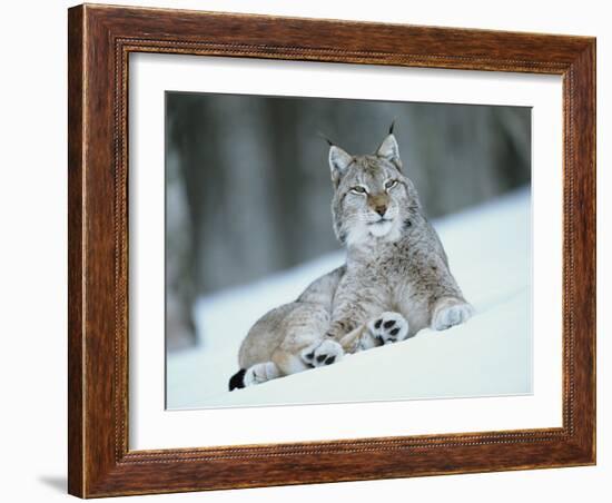 European Lynx in Snow, Norway-Pete Cairns-Framed Photographic Print