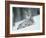 European Lynx in Snow, Norway-Pete Cairns-Framed Photographic Print