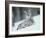 European Lynx in Snow, Norway-Pete Cairns-Framed Photographic Print