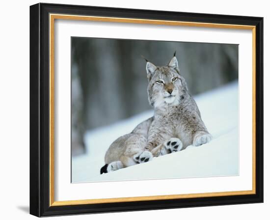 European Lynx in Snow, Norway-Pete Cairns-Framed Photographic Print