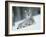 European Lynx in Snow, Norway-Pete Cairns-Framed Photographic Print