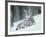 European Lynx in Snow, Norway-Pete Cairns-Framed Photographic Print