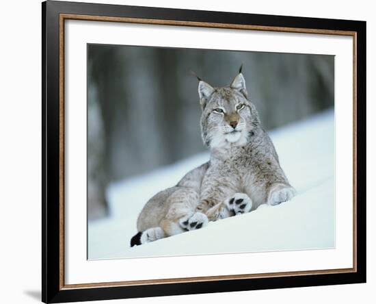 European Lynx in Snow, Norway-Pete Cairns-Framed Photographic Print