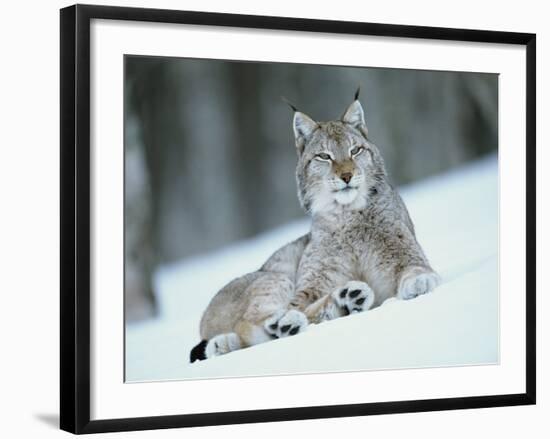 European Lynx in Snow, Norway-Pete Cairns-Framed Photographic Print