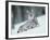 European Lynx in Snow, Norway-Pete Cairns-Framed Photographic Print