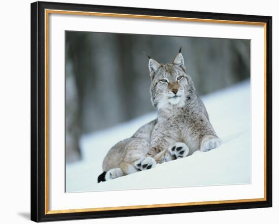 European Lynx in Snow, Norway-Pete Cairns-Framed Photographic Print