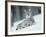 European Lynx in Snow, Norway-Pete Cairns-Framed Photographic Print