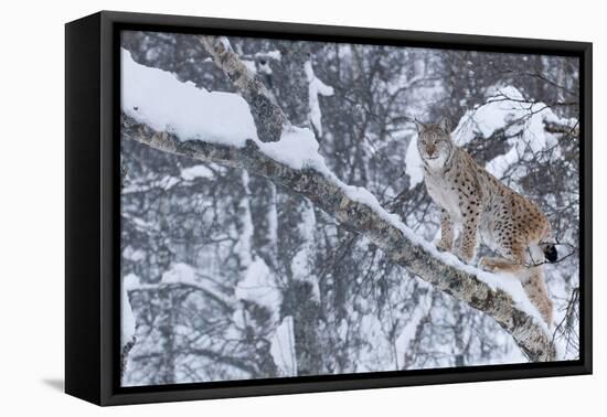 European Lynx (Lynx Lynx) Climbing A Tree, Captive, Norway, February-Edwin Giesbers-Framed Premier Image Canvas