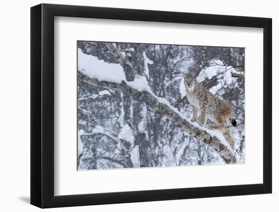 European Lynx (Lynx Lynx) Climbing A Tree, Captive, Norway, February-Edwin Giesbers-Framed Photographic Print