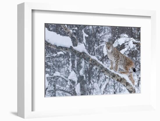 European Lynx (Lynx Lynx) Climbing A Tree, Captive, Norway, February-Edwin Giesbers-Framed Photographic Print