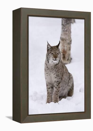 European Lynx (Lynx Lynx), Polar Park, Norway, Troms, Norway, Scandinavia-Sergio Pitamitz-Framed Premier Image Canvas