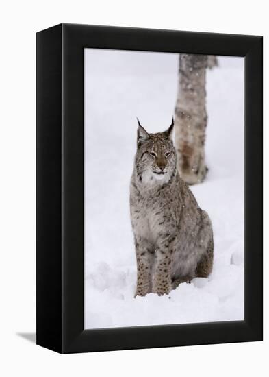 European Lynx (Lynx Lynx), Polar Park, Norway, Troms, Norway, Scandinavia-Sergio Pitamitz-Framed Premier Image Canvas