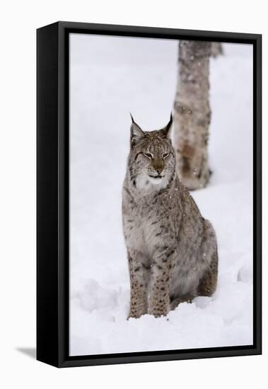 European Lynx (Lynx Lynx), Polar Park, Norway, Troms, Norway, Scandinavia-Sergio Pitamitz-Framed Premier Image Canvas