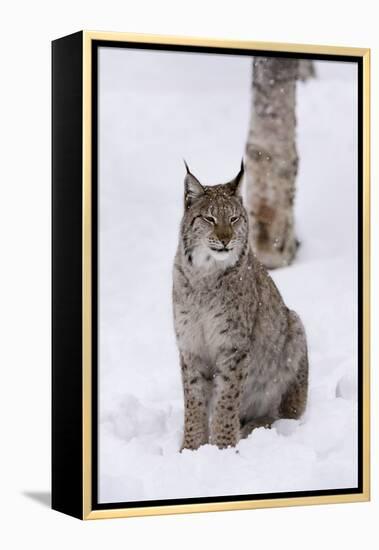 European Lynx (Lynx Lynx), Polar Park, Norway, Troms, Norway, Scandinavia-Sergio Pitamitz-Framed Premier Image Canvas