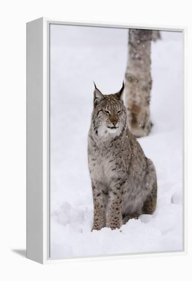 European Lynx (Lynx Lynx), Polar Park, Norway, Troms, Norway, Scandinavia-Sergio Pitamitz-Framed Premier Image Canvas