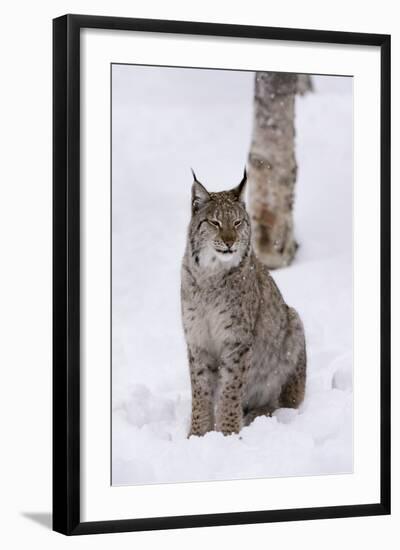 European Lynx (Lynx Lynx), Polar Park, Norway, Troms, Norway, Scandinavia-Sergio Pitamitz-Framed Photographic Print