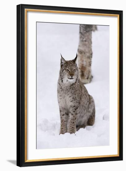 European Lynx (Lynx Lynx), Polar Park, Norway, Troms, Norway, Scandinavia-Sergio Pitamitz-Framed Photographic Print