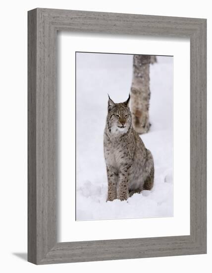 European Lynx (Lynx Lynx), Polar Park, Norway, Troms, Norway, Scandinavia-Sergio Pitamitz-Framed Photographic Print