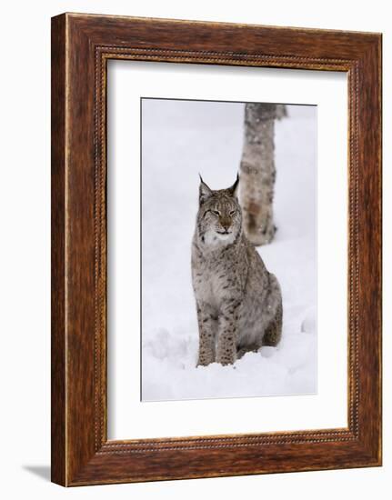 European Lynx (Lynx Lynx), Polar Park, Norway, Troms, Norway, Scandinavia-Sergio Pitamitz-Framed Photographic Print