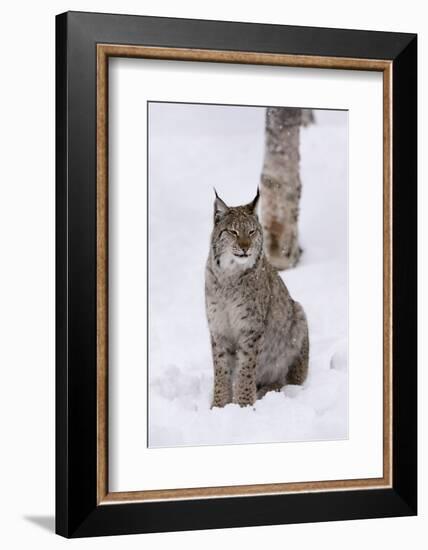 European Lynx (Lynx Lynx), Polar Park, Norway, Troms, Norway, Scandinavia-Sergio Pitamitz-Framed Photographic Print