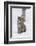 European Lynx (Lynx Lynx), Polar Park, Norway, Troms, Norway, Scandinavia-Sergio Pitamitz-Framed Photographic Print