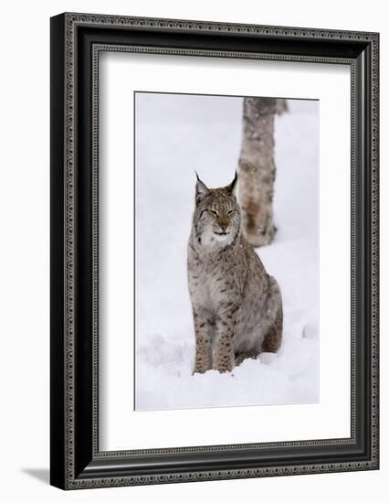 European Lynx (Lynx Lynx), Polar Park, Norway, Troms, Norway, Scandinavia-Sergio Pitamitz-Framed Photographic Print