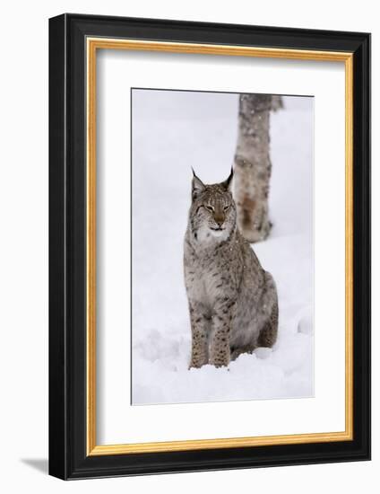 European Lynx (Lynx Lynx), Polar Park, Norway, Troms, Norway, Scandinavia-Sergio Pitamitz-Framed Photographic Print