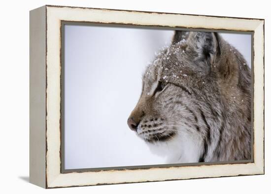 European Lynx (Lynx Lynx), Polar Park, Troms, Norway, Scandinavia-Sergio Pitamitz-Framed Premier Image Canvas