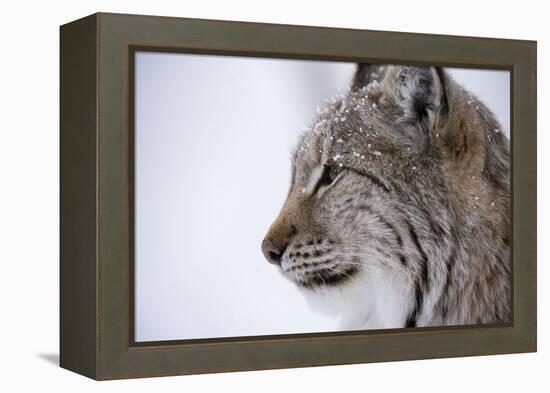 European Lynx (Lynx Lynx), Polar Park, Troms, Norway, Scandinavia-Sergio Pitamitz-Framed Premier Image Canvas