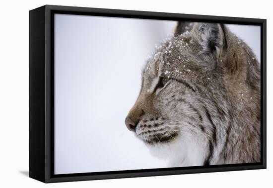 European Lynx (Lynx Lynx), Polar Park, Troms, Norway, Scandinavia-Sergio Pitamitz-Framed Premier Image Canvas