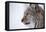 European Lynx (Lynx Lynx), Polar Park, Troms, Norway, Scandinavia-Sergio Pitamitz-Framed Premier Image Canvas