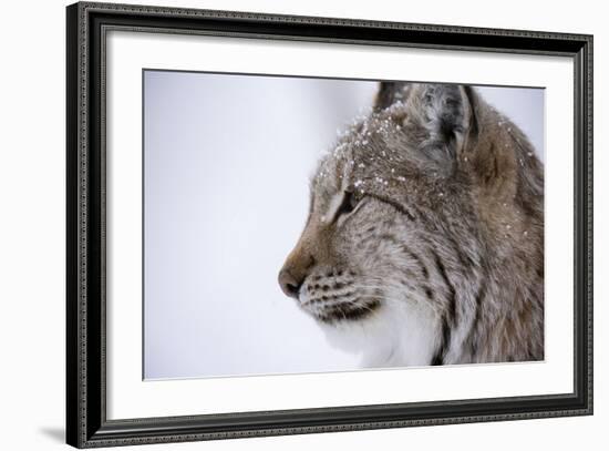 European Lynx (Lynx Lynx), Polar Park, Troms, Norway, Scandinavia-Sergio Pitamitz-Framed Photographic Print