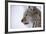 European Lynx (Lynx Lynx), Polar Park, Troms, Norway, Scandinavia-Sergio Pitamitz-Framed Photographic Print