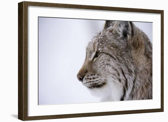 European Lynx (Lynx Lynx), Polar Park, Troms, Norway, Scandinavia-Sergio Pitamitz-Framed Photographic Print