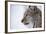 European Lynx (Lynx Lynx), Polar Park, Troms, Norway, Scandinavia-Sergio Pitamitz-Framed Photographic Print