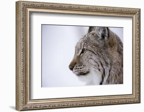 European Lynx (Lynx Lynx), Polar Park, Troms, Norway, Scandinavia-Sergio Pitamitz-Framed Photographic Print