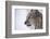 European Lynx (Lynx Lynx), Polar Park, Troms, Norway, Scandinavia-Sergio Pitamitz-Framed Photographic Print