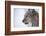 European Lynx (Lynx Lynx), Polar Park, Troms, Norway, Scandinavia-Sergio Pitamitz-Framed Photographic Print