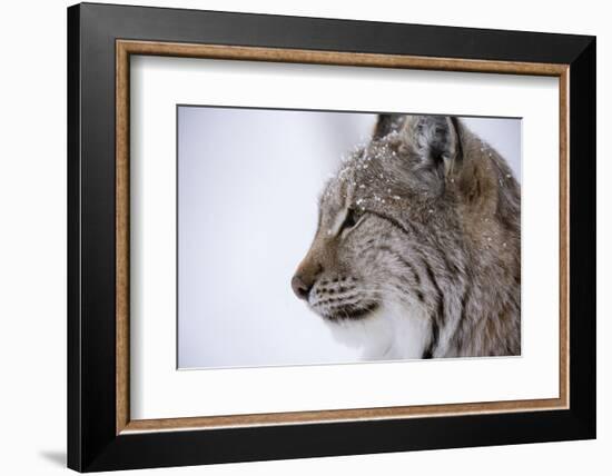 European Lynx (Lynx Lynx), Polar Park, Troms, Norway, Scandinavia-Sergio Pitamitz-Framed Photographic Print