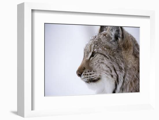 European Lynx (Lynx Lynx), Polar Park, Troms, Norway, Scandinavia-Sergio Pitamitz-Framed Photographic Print