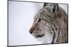 European Lynx (Lynx Lynx), Polar Park, Troms, Norway, Scandinavia-Sergio Pitamitz-Mounted Photographic Print