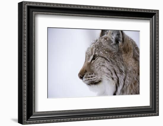 European Lynx (Lynx Lynx), Polar Park, Troms, Norway, Scandinavia-Sergio Pitamitz-Framed Photographic Print