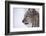 European Lynx (Lynx Lynx), Polar Park, Troms, Norway, Scandinavia-Sergio Pitamitz-Framed Photographic Print