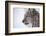 European Lynx (Lynx Lynx), Polar Park, Troms, Norway, Scandinavia-Sergio Pitamitz-Framed Photographic Print