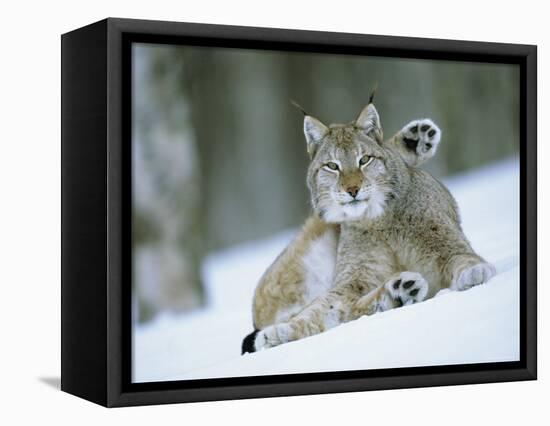 European Lynx Male Grooming in Snow, Norway-Pete Cairns-Framed Premier Image Canvas