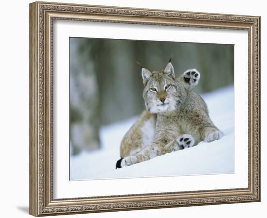 European Lynx Male Grooming in Snow, Norway-Pete Cairns-Framed Photographic Print