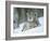 European Lynx Male Grooming in Snow, Norway-Pete Cairns-Framed Photographic Print