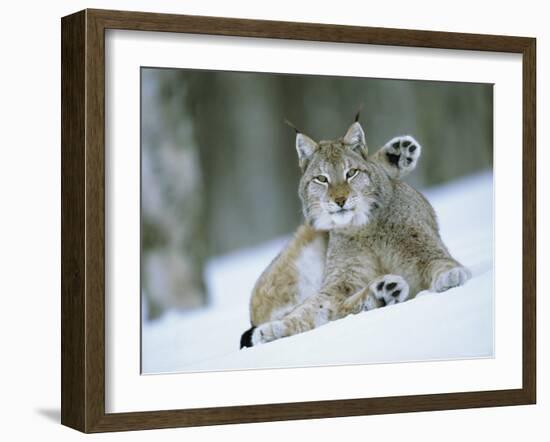 European Lynx Male Grooming in Snow, Norway-Pete Cairns-Framed Photographic Print